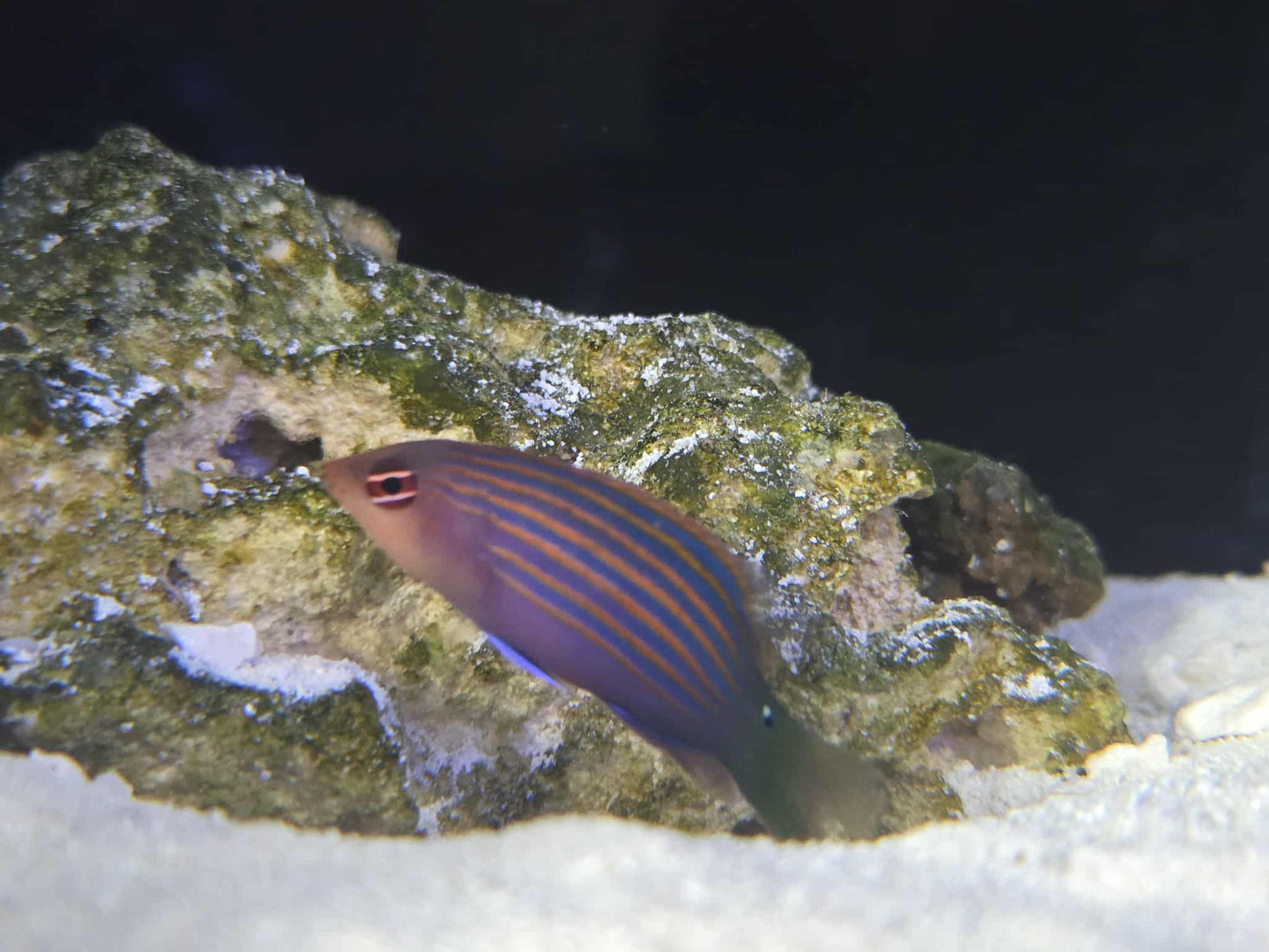 6 Line Wrasse