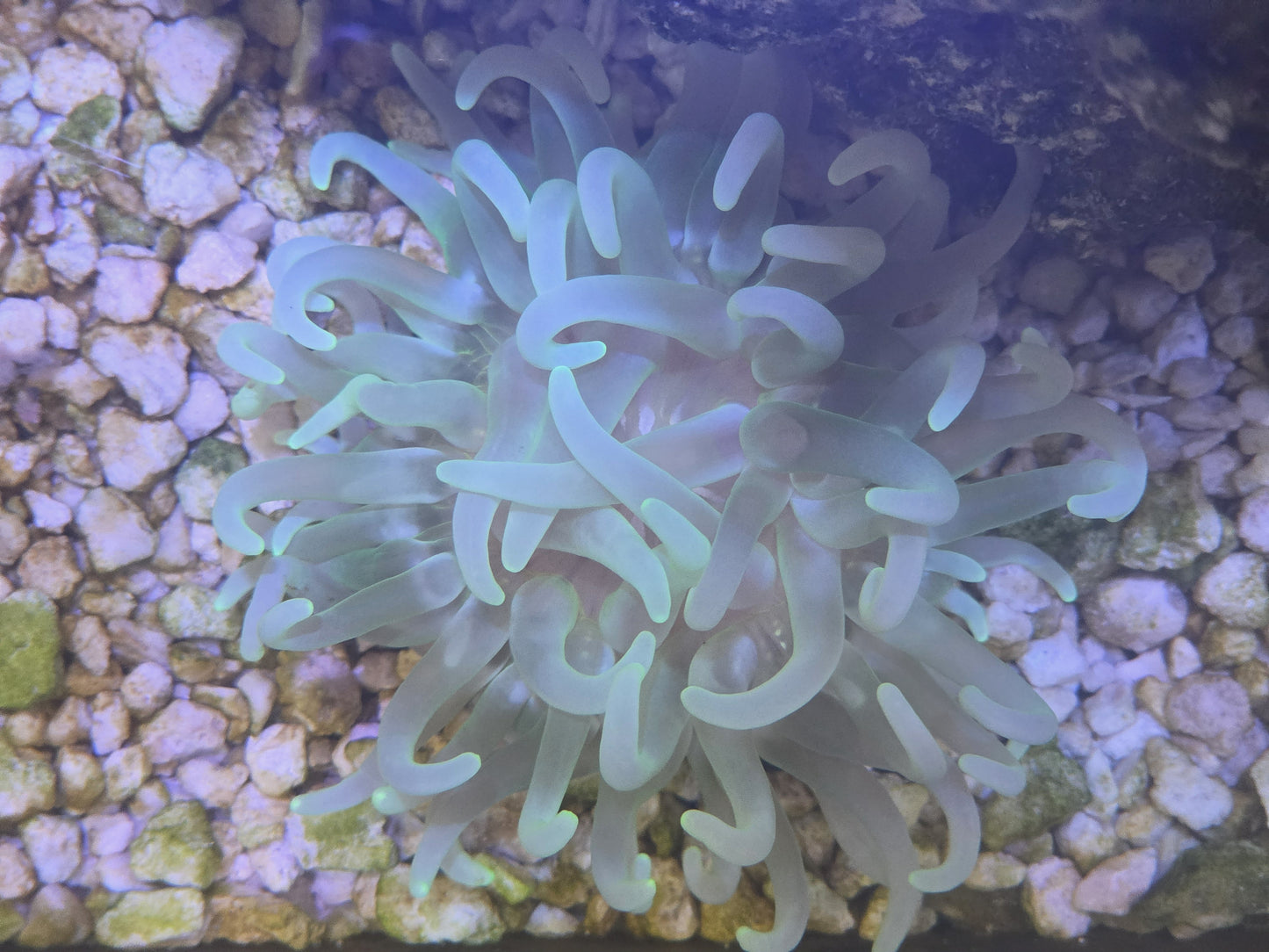 Long Tentacle Anemone