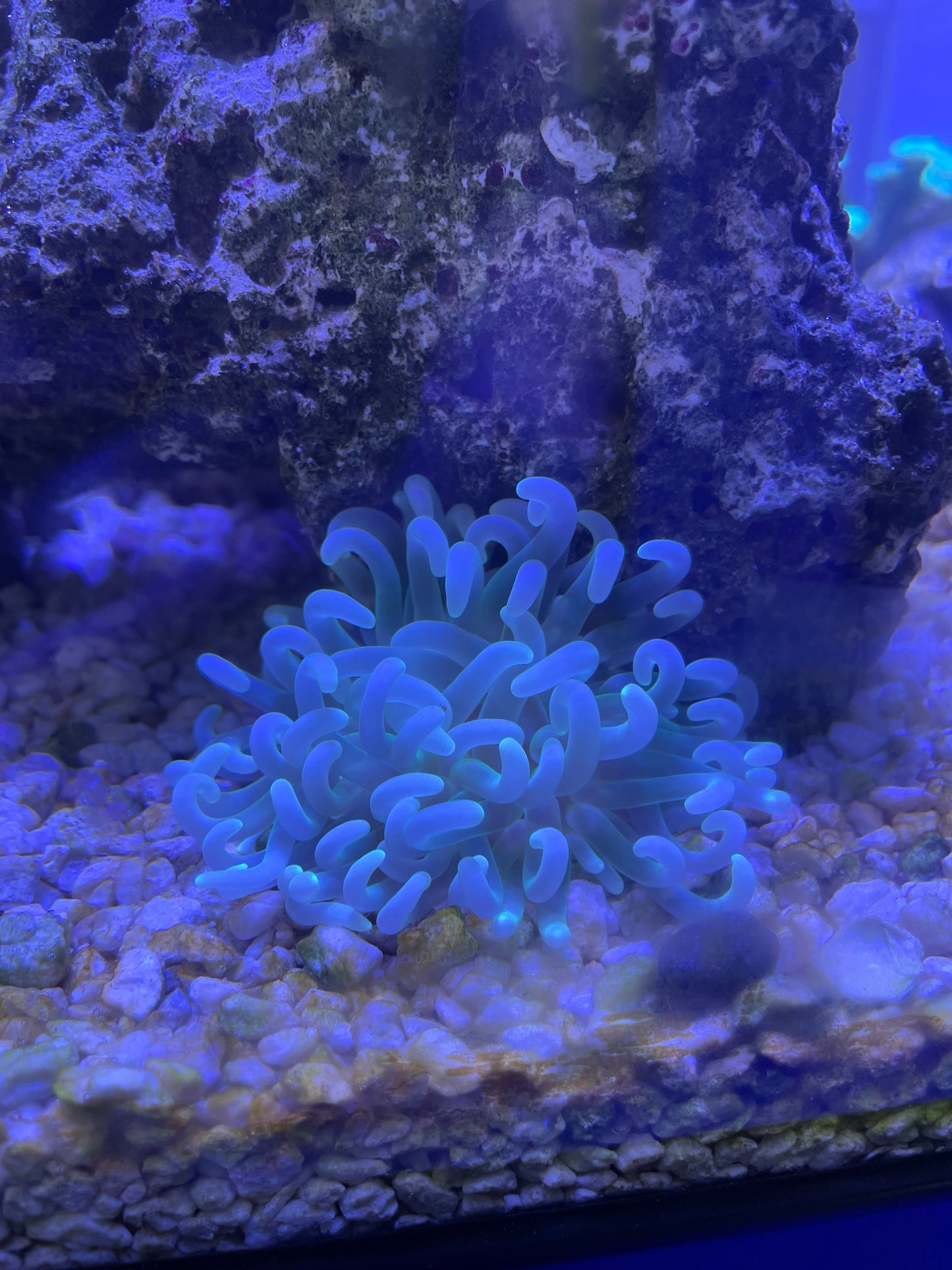 Long Tentacle Anemone