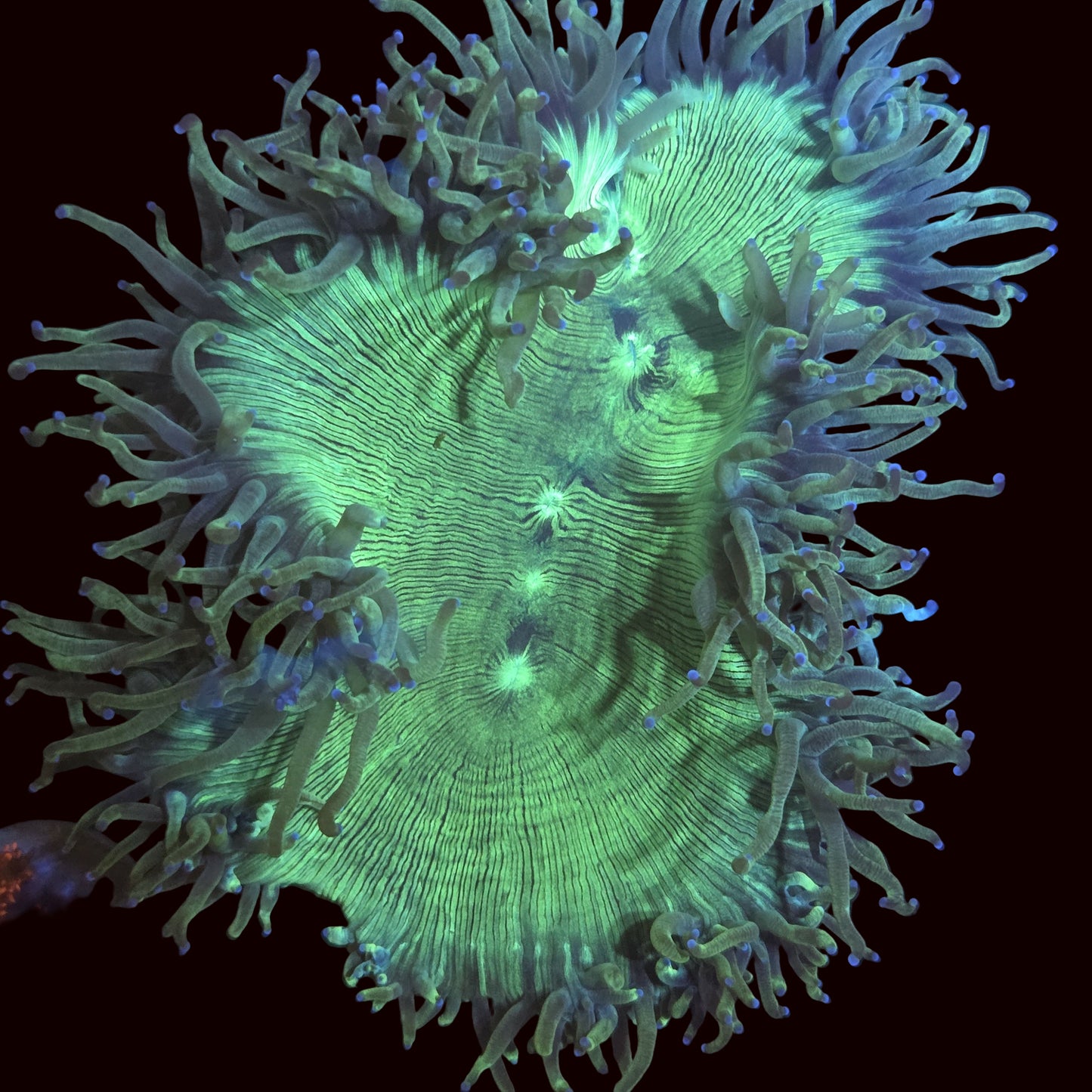 Elegance Coral