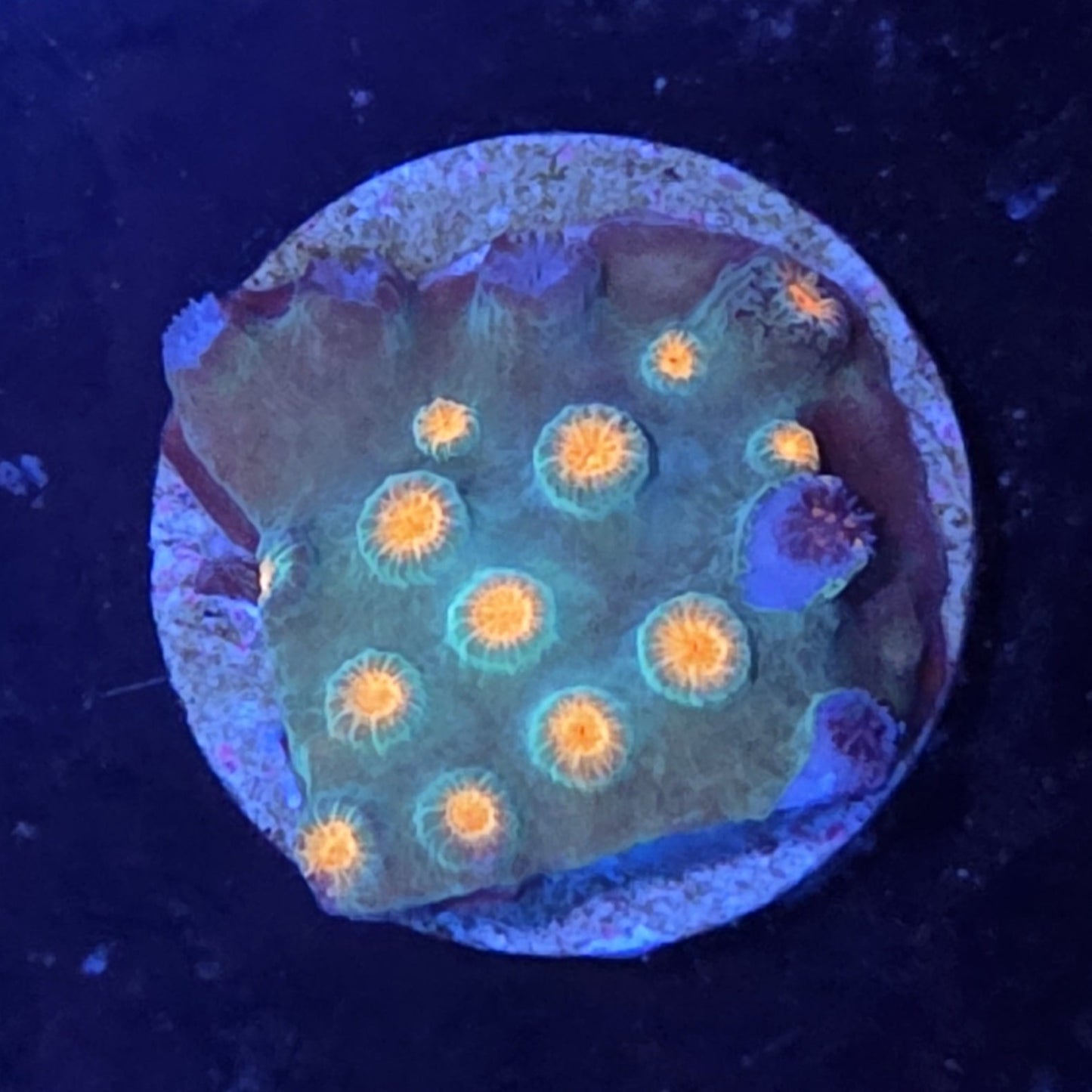 Meteor Shower Cyphastrea