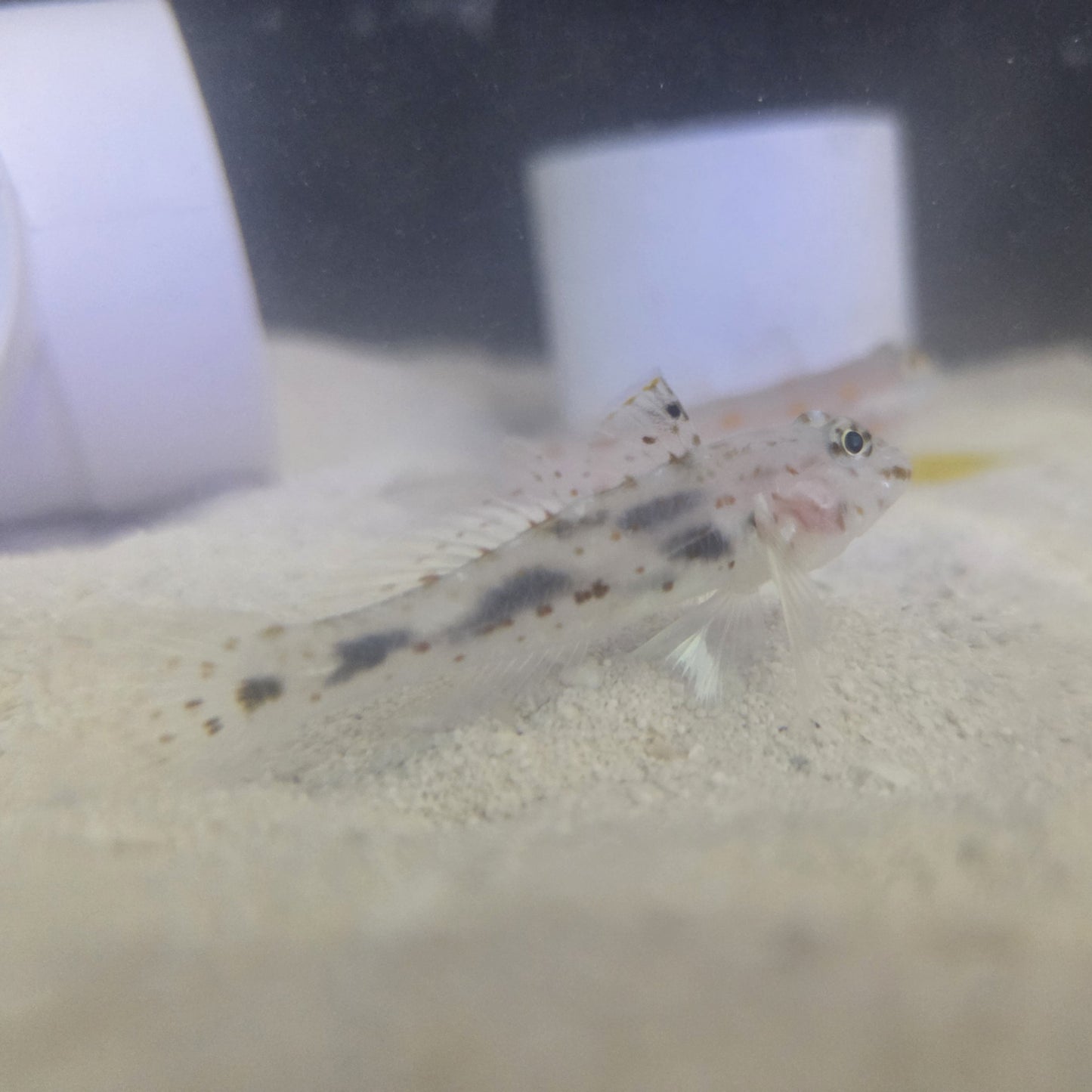 Goby Fusy