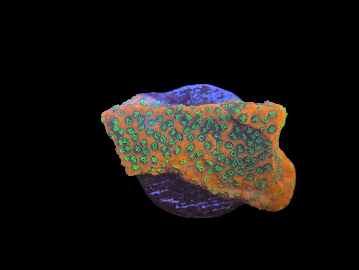 Sunset Montipora