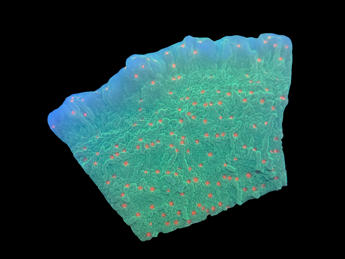 Season's Greetings Montipora