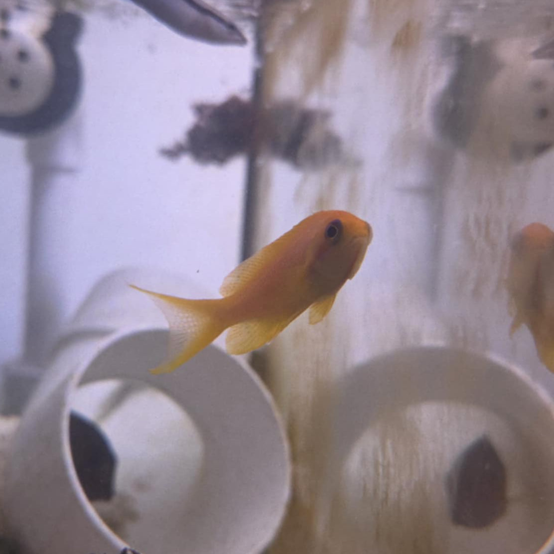 Lyretail Anthias
