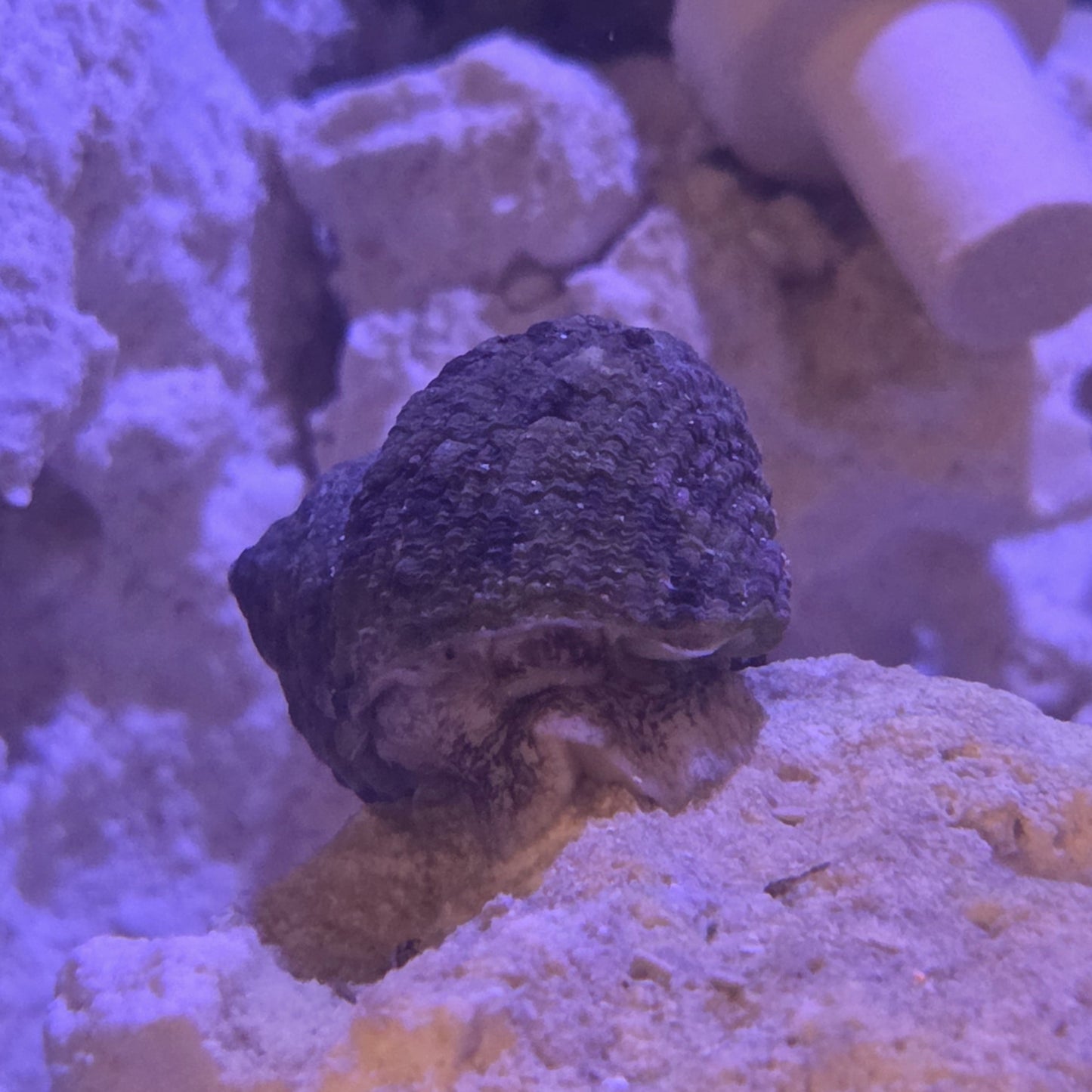 Turbo snail