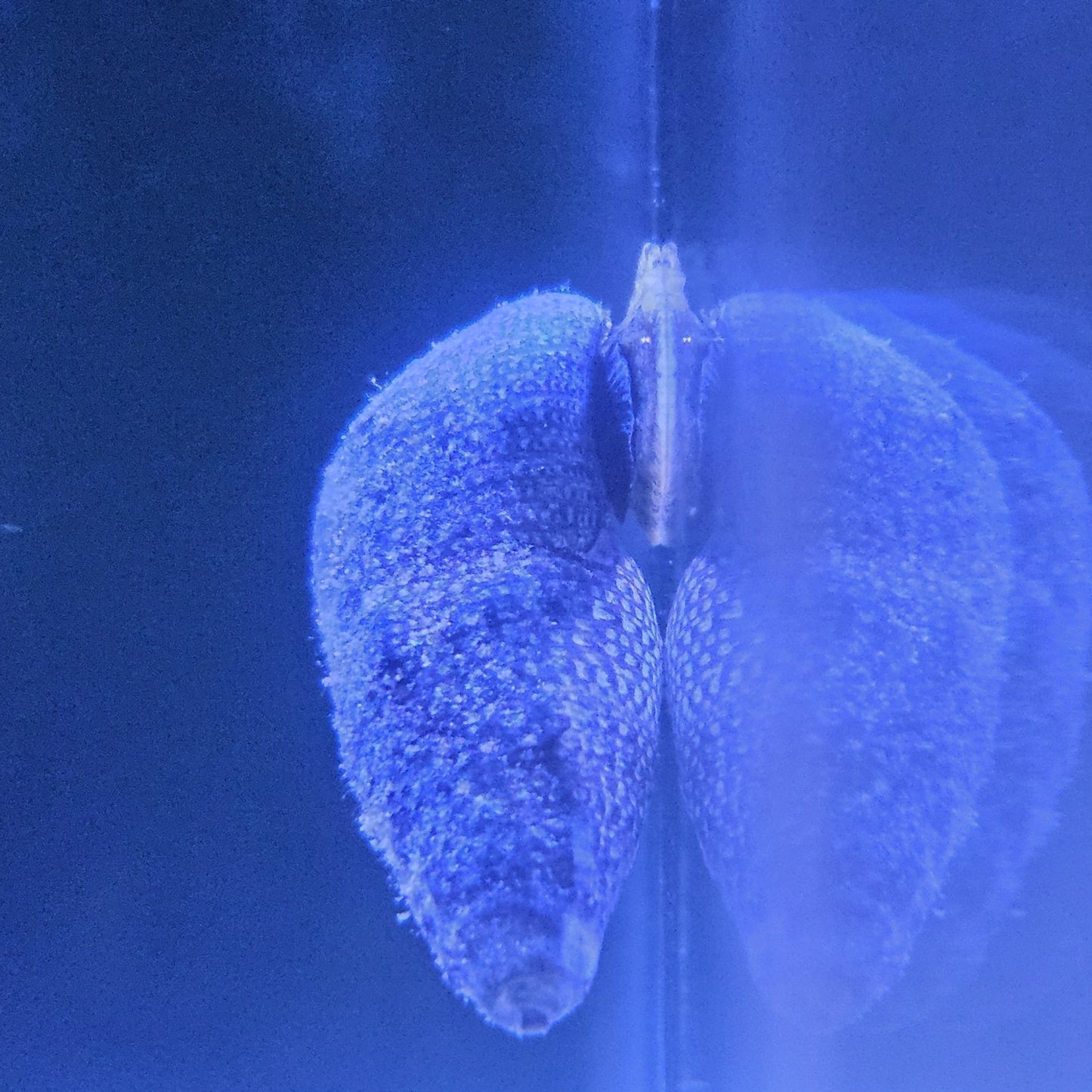 Cerith Snails