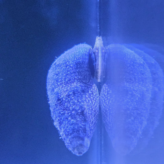 Cerith Snails