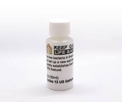 Life Bacteria