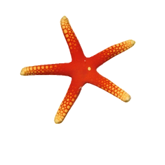 Collection image for: Étoile de Mer