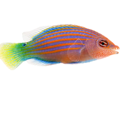 Collection image for: Wrasse