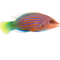 Wrasse