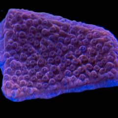 Collection image for: Montipora