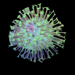 Collection image for: Cuirs