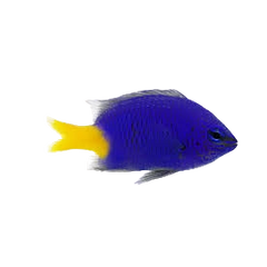 Collection image for: Damselfish