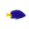 Damselfish