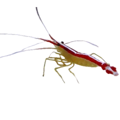 Collection image for: Crevettes