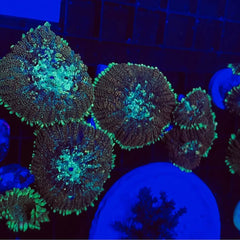 Collection image for: Mou