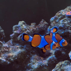 Collection image for: Poissons