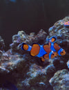 Poissons AquaCorail