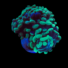 Collection image for: LPS