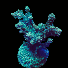 Collection image for: Acropora