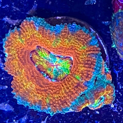 Collection image for: Acanthastrea
