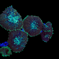 Collection image for: Rhodactis