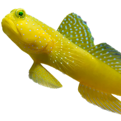 Collection image for: Goby