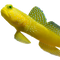 Goby