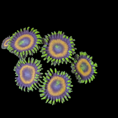 Collection image for: Zoanthid