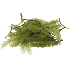 Collection image for: Macroalgue