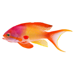 Collection image for: Anthias