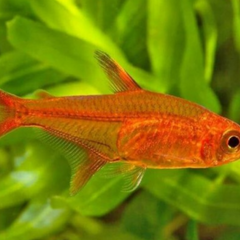 Collection image for: Tétra