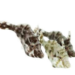 Collection image for: Filefish