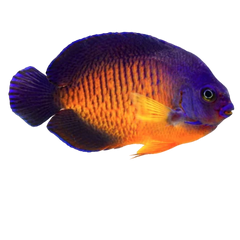 Collection image for: Angelfish