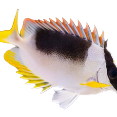 Collection image for: Foxface & Rabbitfish