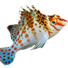 Collection image for: Hawkfish