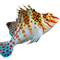 Hawkfish