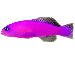 Collection image for: Dottyback