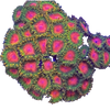 Coraux AquaCorail