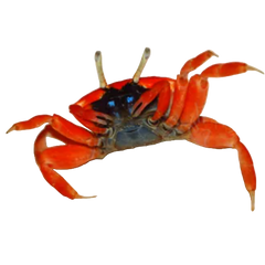 Collection image for: Crabe