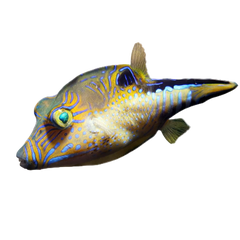 Collection image for: Pufferfish