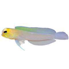 Collection image for: Jawfish