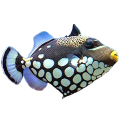 Collection image for: Triggerfish
