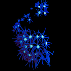 Collection image for: Polyps