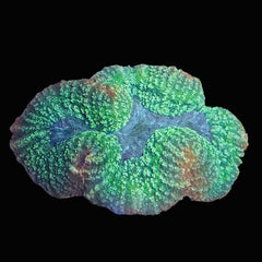 Collection image for: Lobophyllia