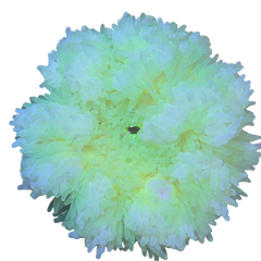 Collection image for: Anémone