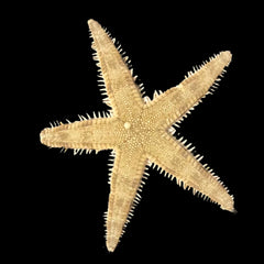 Collection image for: Invertébrés