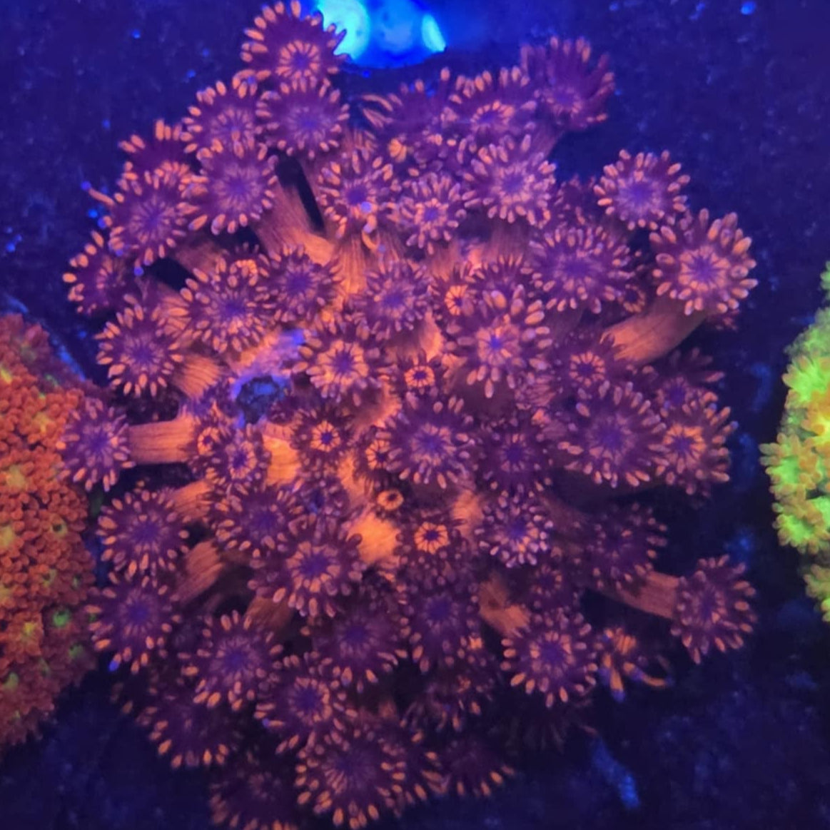 Red Goniopora